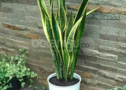 Vendor Sewa Tanaman Hias