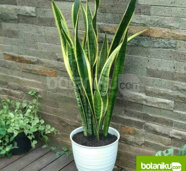 Vendor Sewa Tanaman Hias