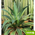 Sewa Tanaman Jakarta Barat