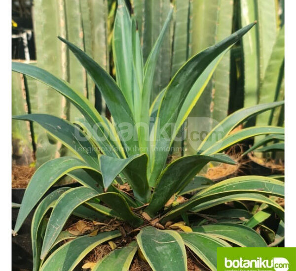 Sewa Tanaman Jakarta Barat