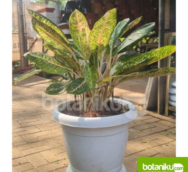 sewa tanaman jakarta selatan