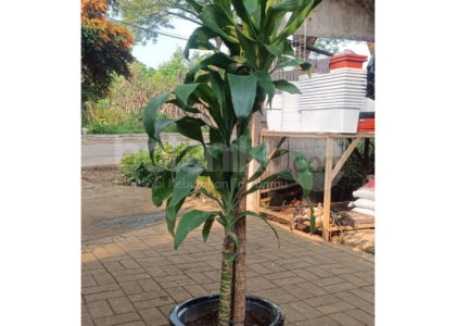 Penyedia Sewa Tanaman Profesional