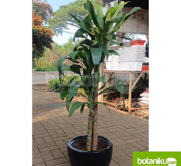 Penyedia Sewa Tanaman Profesional