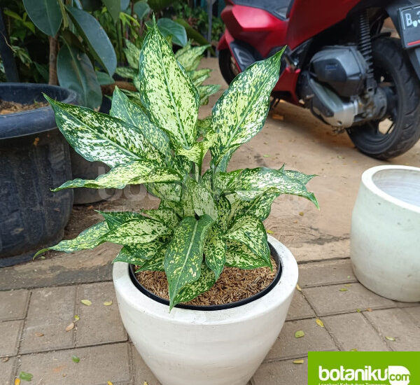 sewa tanaman hias terdekat