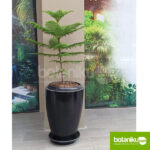 Sewa Tanaman Kantor Bulanan