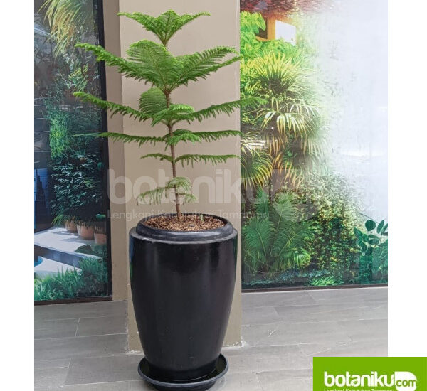 Sewa Tanaman Kantor Bulanan