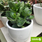 Kenapa Kantor Perlu Tanaman Hijau