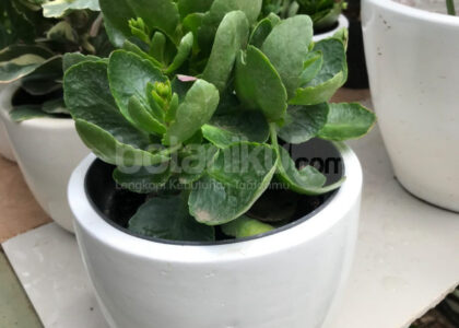 Kenapa Kantor Perlu Tanaman Hijau