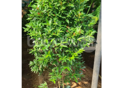 Sewa Tanaman Tangerang