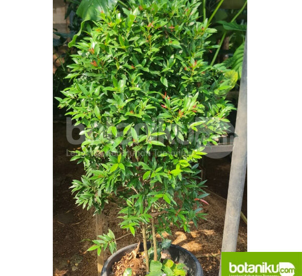 Sewa Tanaman Tangerang