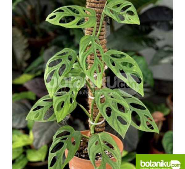 Vendor Sewa Tanaman Dekorasi