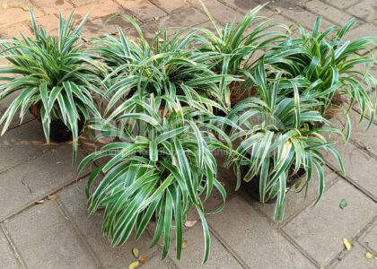 Keuntungan Sewa Tanaman Dibanding Beli