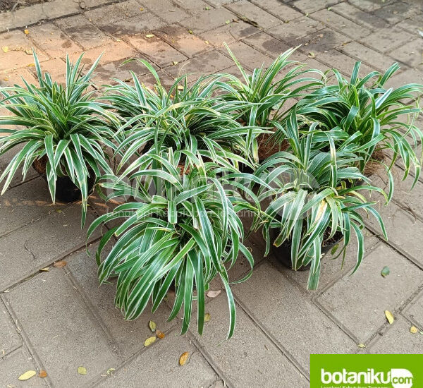 Keuntungan Sewa Tanaman Dibanding Beli