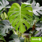 Paket Sewa Tanaman Lengkap