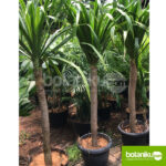 Jasa Sewa Tanaman Kantor Bulanan