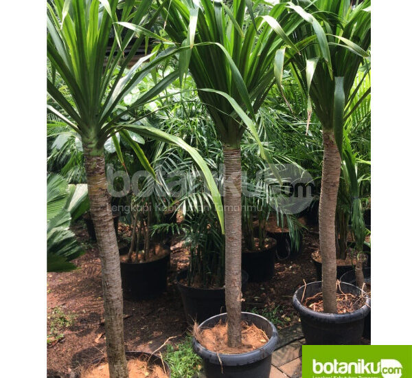 Jasa Sewa Tanaman Kantor Bulanan