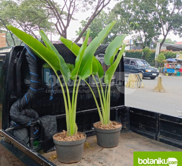 Sewa Tanaman dengan Perawatan