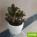 Rental Tanaman Hias Bulanan