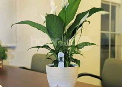 Harga Sewa Tanaman Hias Indoor