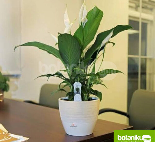Harga Sewa Tanaman Hias Indoor