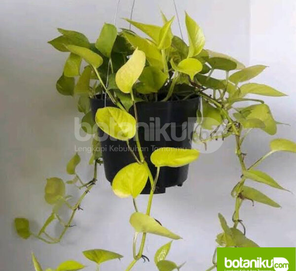 Daftar Harga Sewa Tanaman Indoor