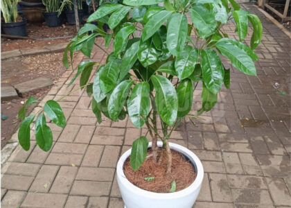 Sewa Tanaman Untuk Ruang Kerja