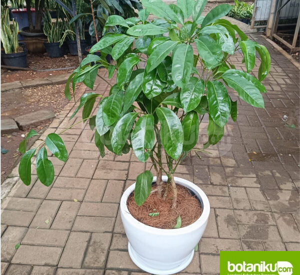 Sewa Tanaman Untuk Ruang Kerja