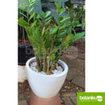 tanaman indoor untuk kantor