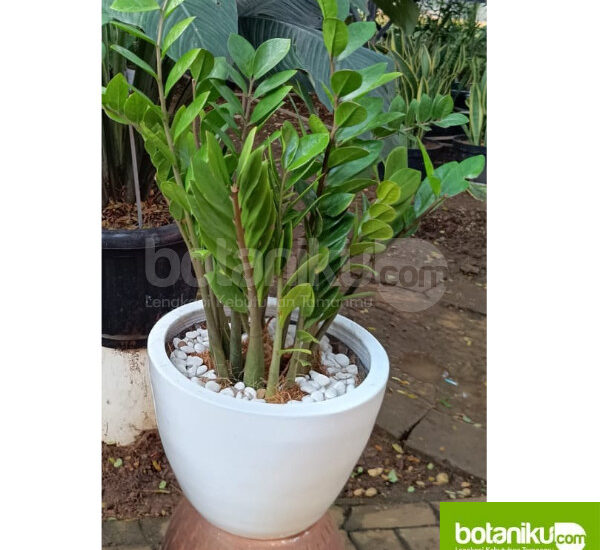 tanaman indoor untuk kantor