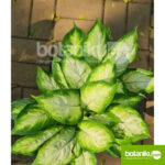 Sewa tanaman jakarta timur