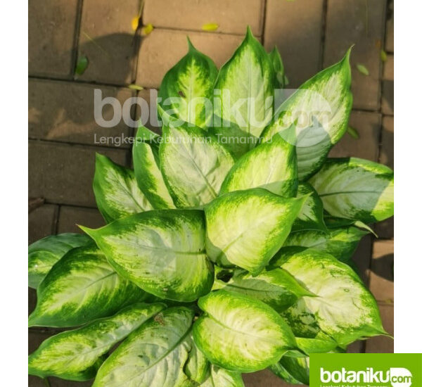 Sewa tanaman jakarta timur