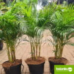 tempat sewa tanaman hias terdekat