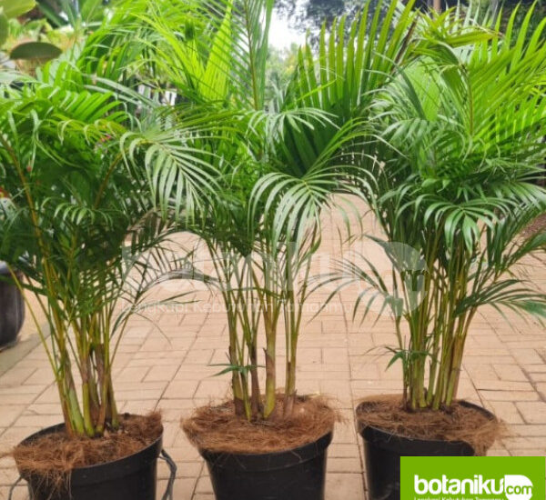 tempat sewa tanaman hias terdekat