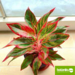 Manfaat Sewa Tanaman untuk Kantor