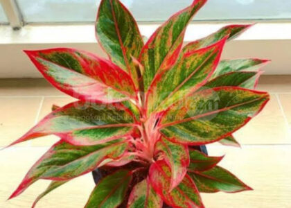 Manfaat Sewa Tanaman untuk Kantor