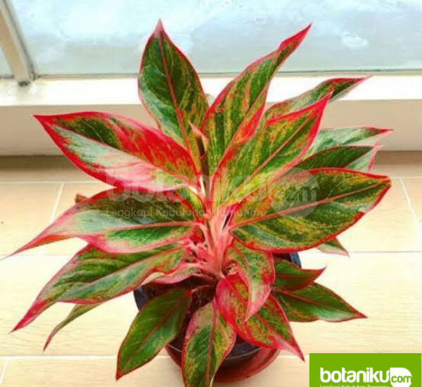 Manfaat Sewa Tanaman untuk Kantor