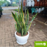 Sewa Tanaman untuk Lobby Kantor