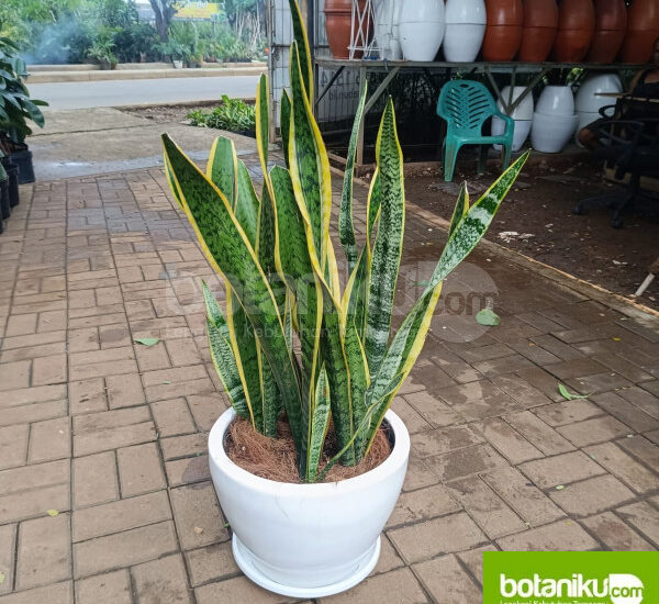 Sewa Tanaman untuk Lobby Kantor