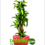 Sewa Tanaman Berkualitas