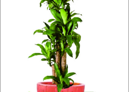 Sewa Tanaman Berkualitas