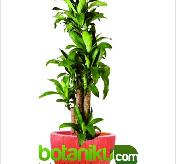 Sewa Tanaman Berkualitas