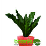 Jasa Dekorasi Hijau Kantor