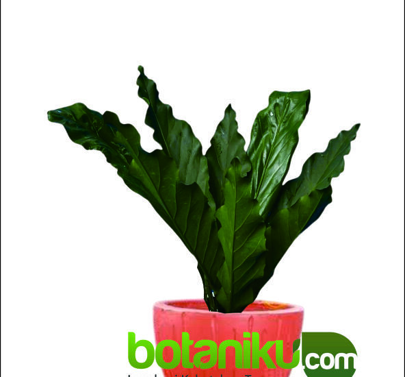 Jasa Dekorasi Hijau Kantor