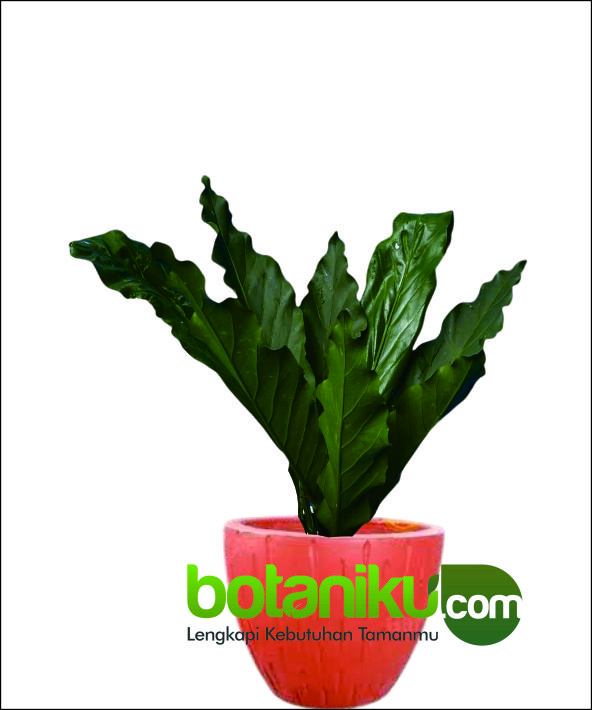 Jasa Dekorasi Hijau Kantor