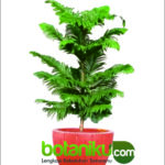 Tanaman Untuk Dekorasi Event