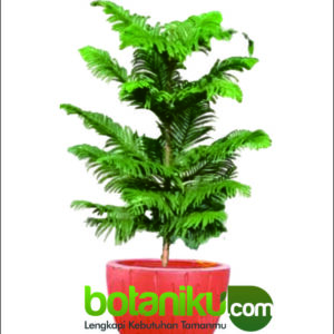 Tanaman Untuk Dekorasi Event