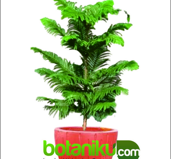 Tanaman Untuk Dekorasi Event