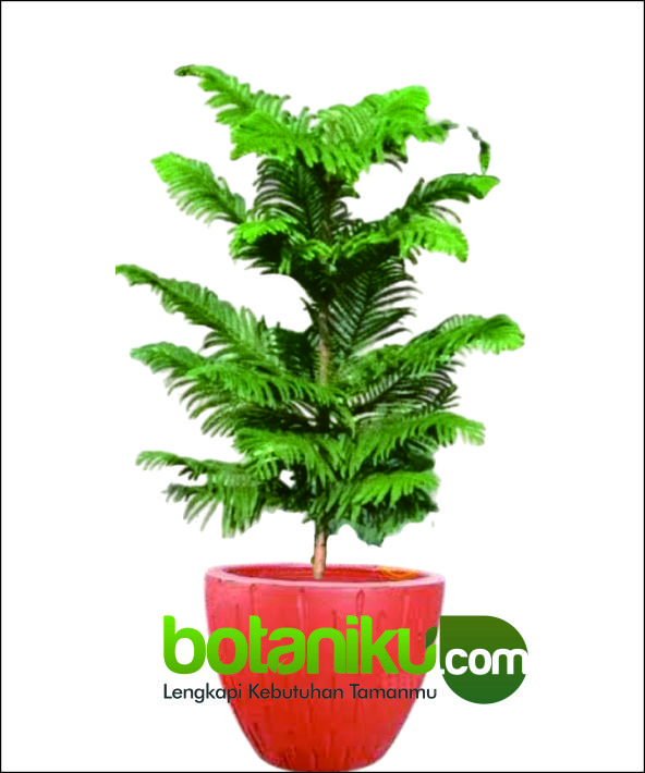 Tanaman Untuk Dekorasi Event