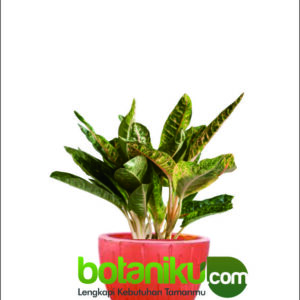 Jasa Sewa Tanaman Kantor