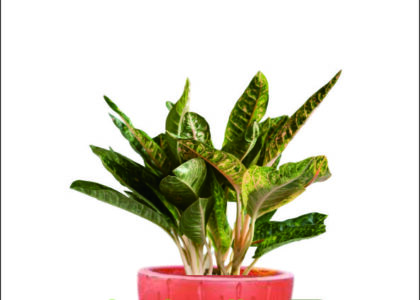 Jasa Sewa Tanaman Kantor